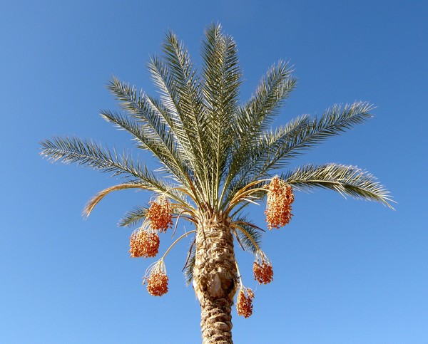 Arizona Palm Tree
