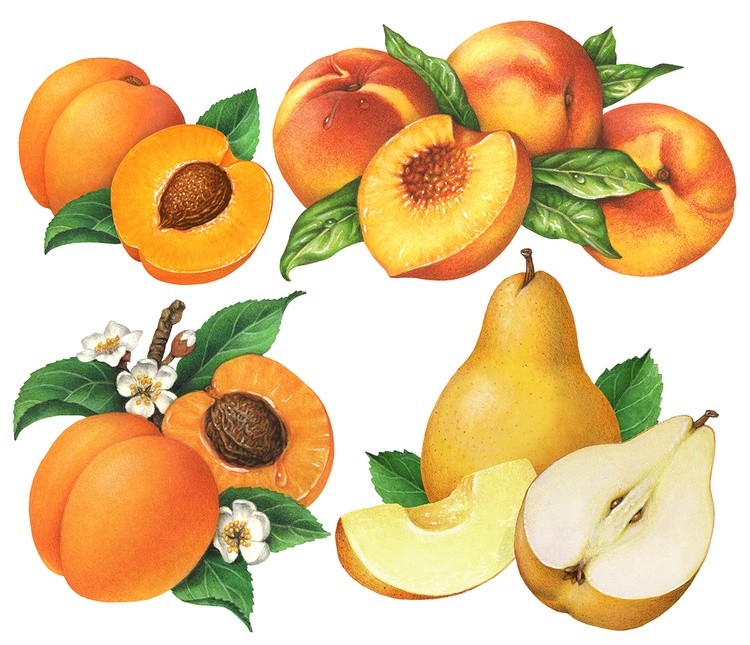 Peach, Pear, and Apricot Illustrations