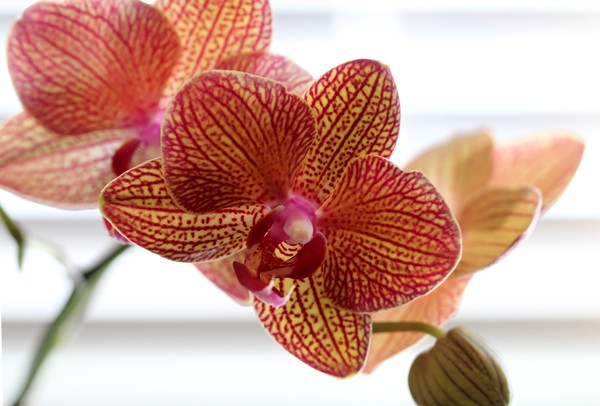 Red Striped Orchid 3