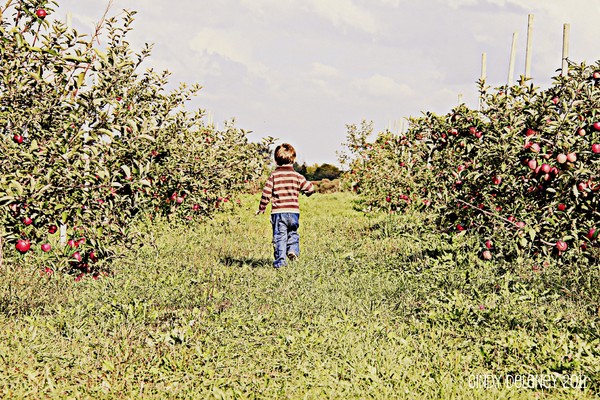 Orchard Stroll