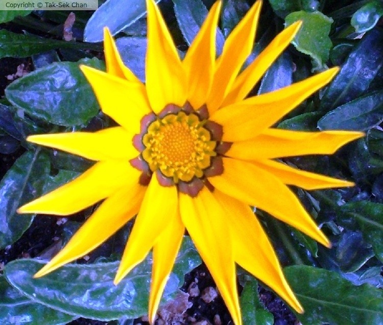 Gazania rigens, Alaska 2012