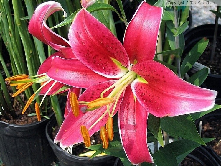 Oriental Lily (Lilium Kissproof) 07-21-2006