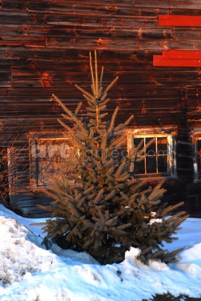 Evergreen & Barn