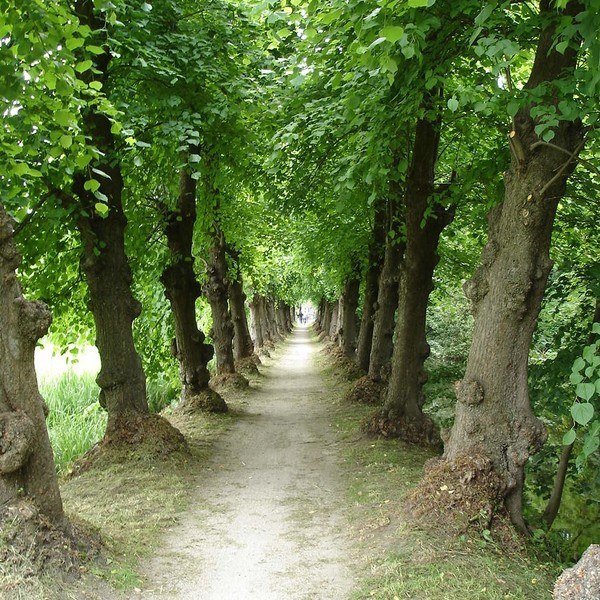 Castle Cannenburch Path 