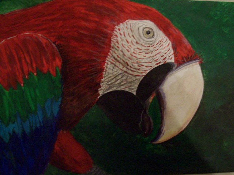 Tropical Parrot  Watercolor  Gouache11 x 17Prints Available