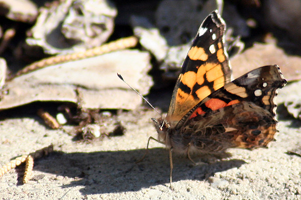 Autumn Butterfly