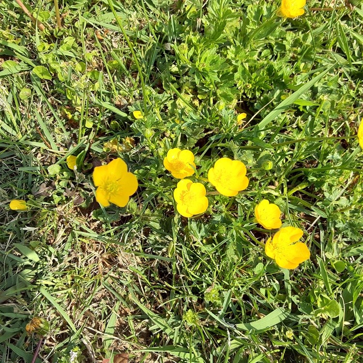 Tiny yellow beauties