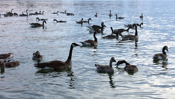 a goose party!