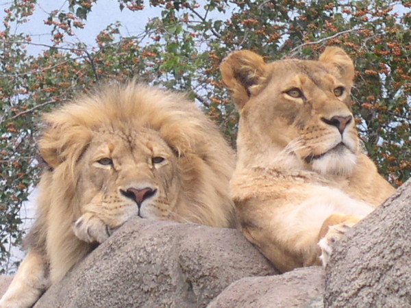 More Lions
