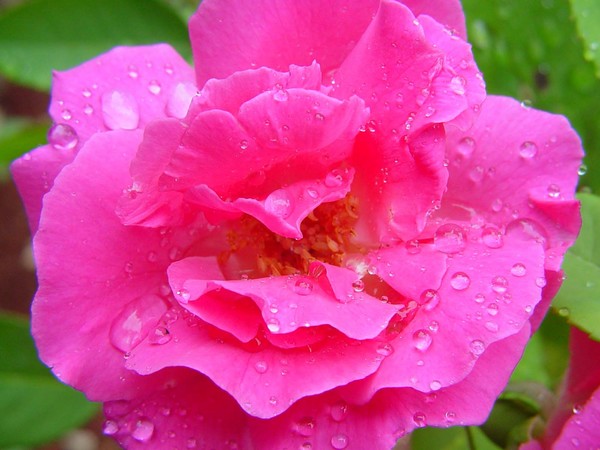 Rose n Rain Drops