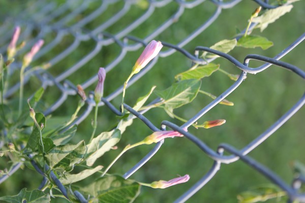 On The Fence