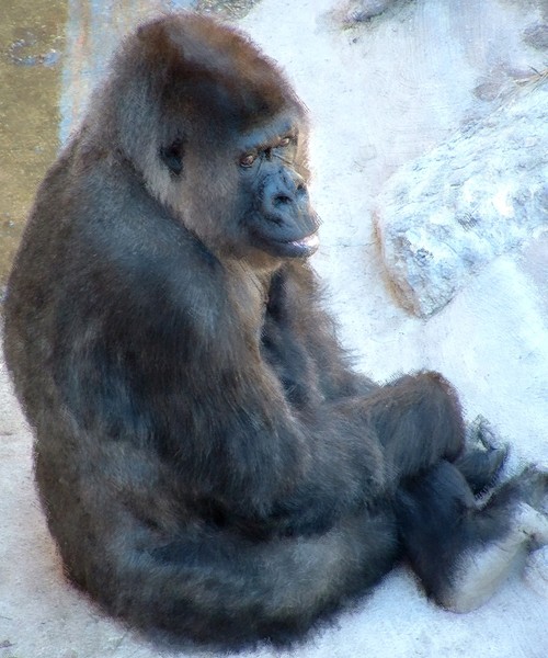 Portrait of a Gorilla