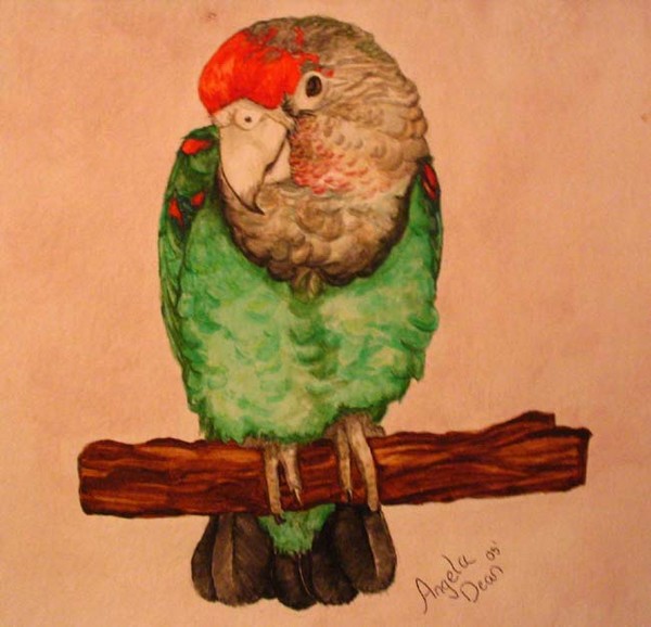 EMMA - Cape parrot