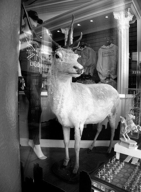 Deer Shopping