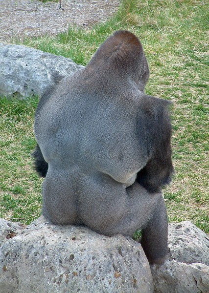 Silverback Ape