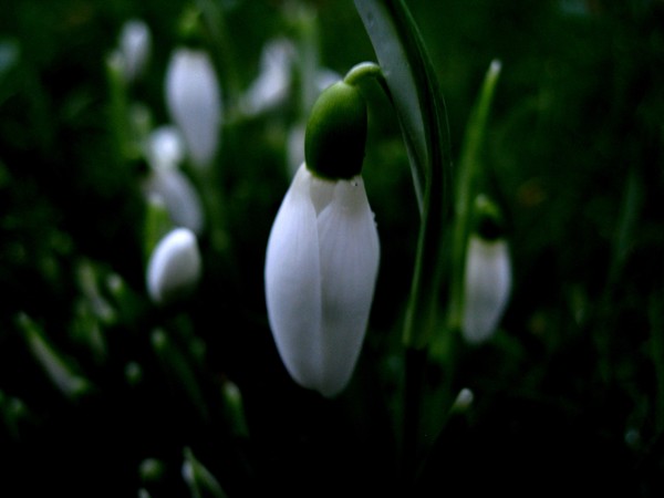 The first snowdrops in my garden.