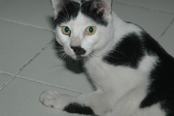 Agfa Photomax Cat