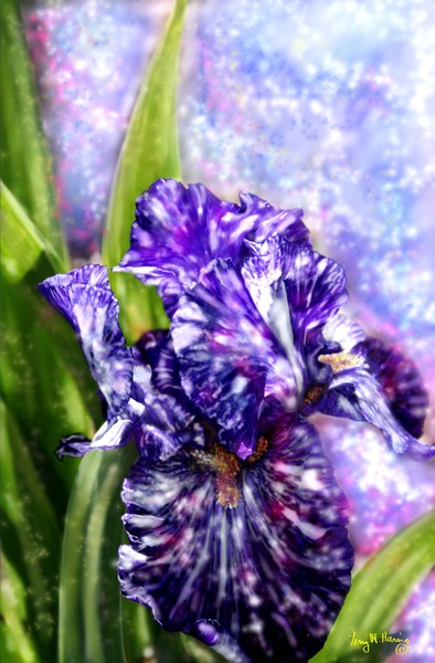 Speckled Blue Iris Dream