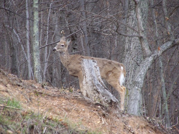 Deer in the woods