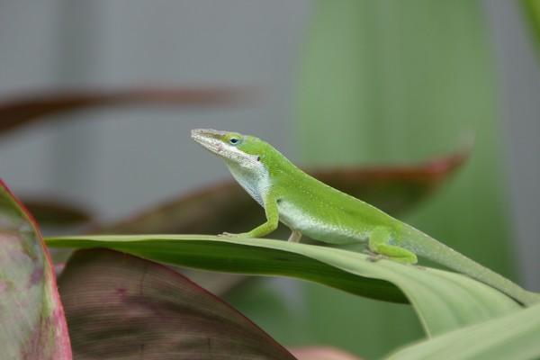Kauai Lizard