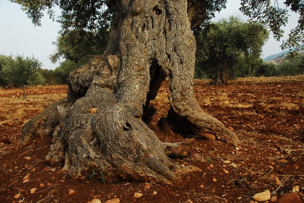 The Trunk of an Olive tree