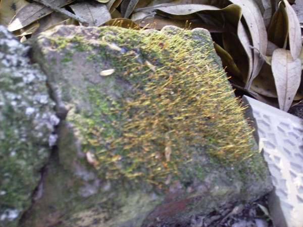old brick with moss