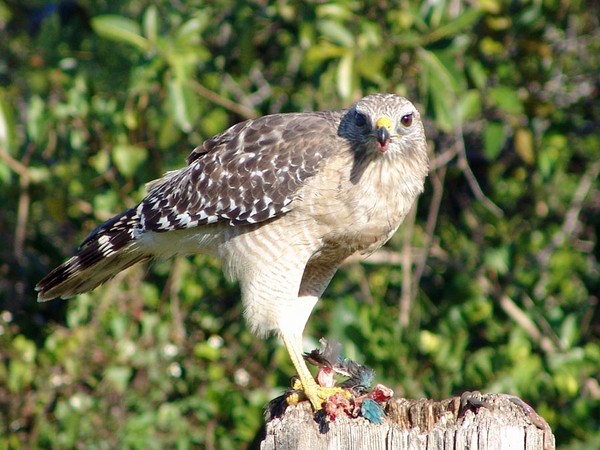 Red Shouldered Hawk