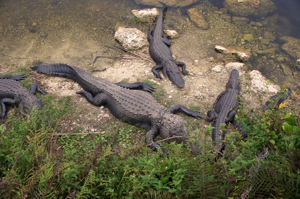 Gators 2/9/2012