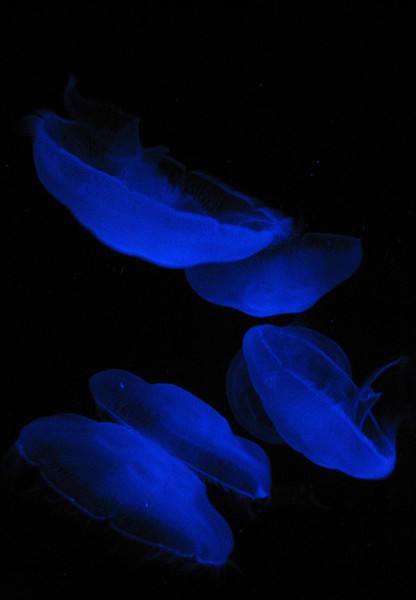 Blue Jelly Fish