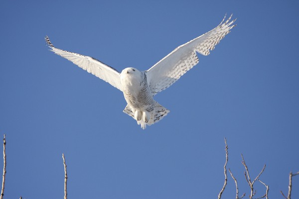 Snowy Owl in flight.