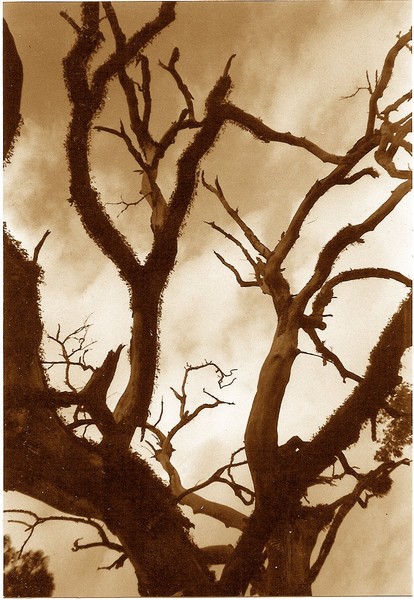 Dead Tree with Clouds