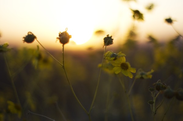 Sunrise wildflowers