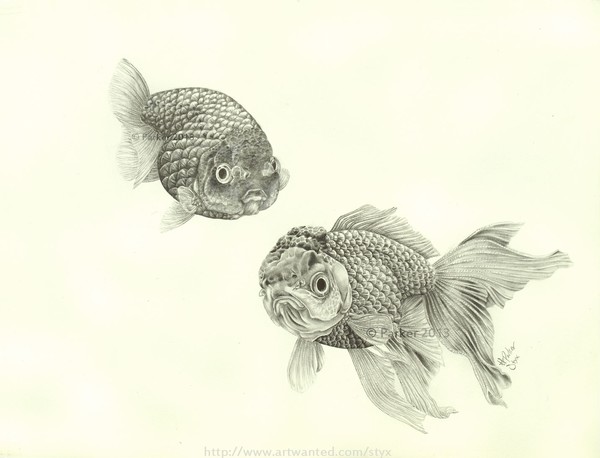 Goldfish – Chub & Flump