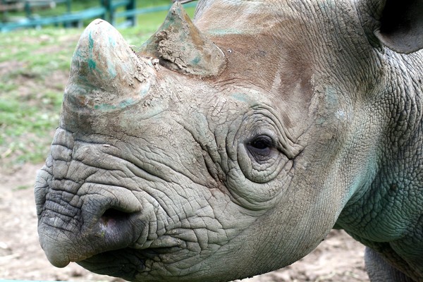 Rhinoceros Close Up