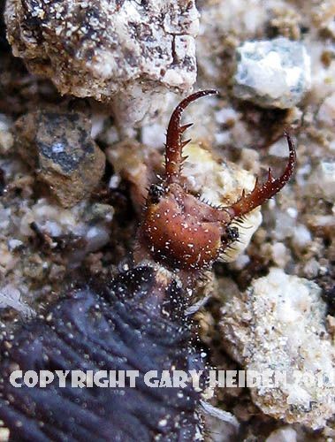 Jaws of Ant Lion