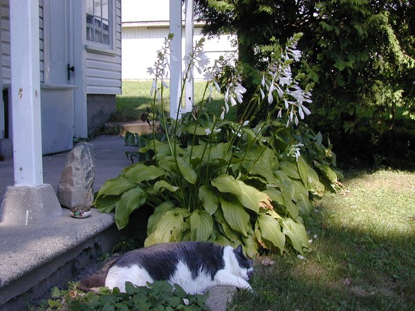 Canadian Cats