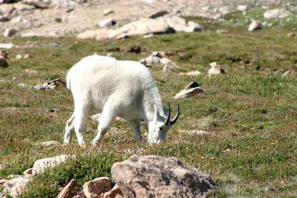 Mountain Goat grazing on Mount Evans, Colorado