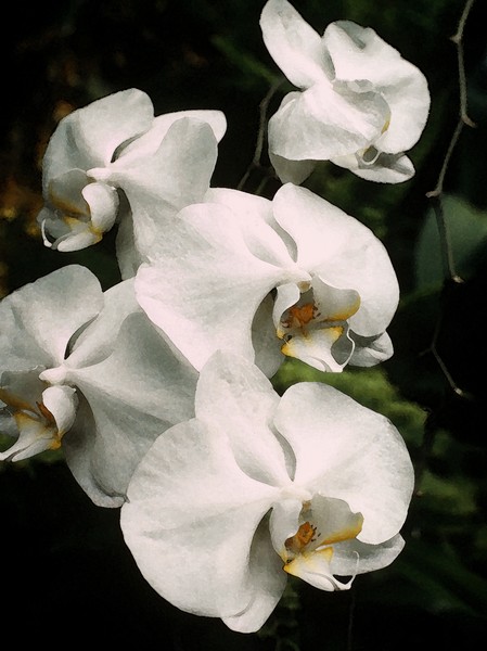 White Orchids