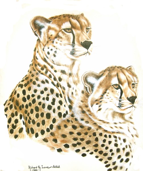 Duel Cheetah portrait