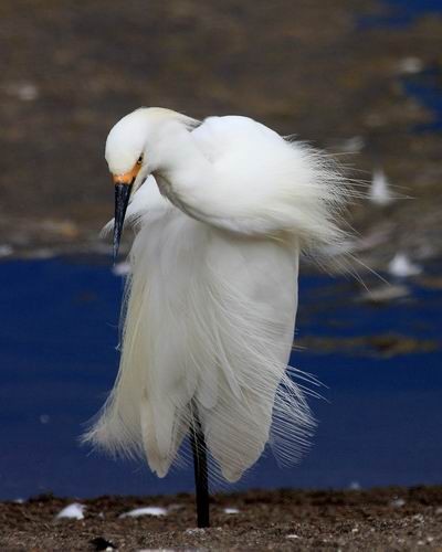 Snowy Egret in Vogue