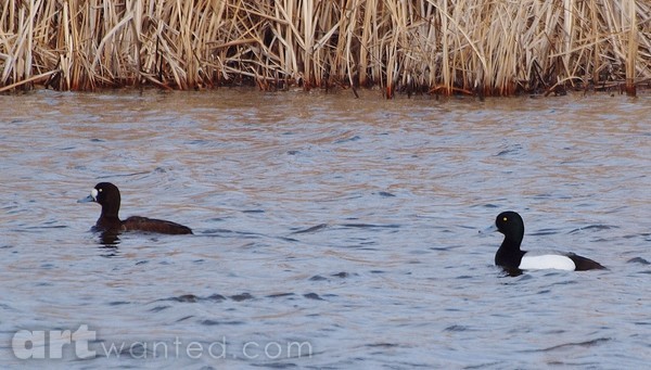 greater Scaup Ducks