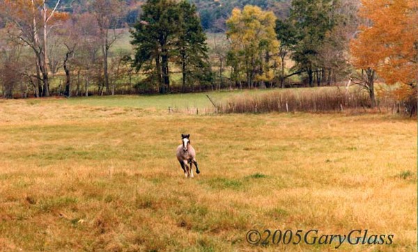 Running Free