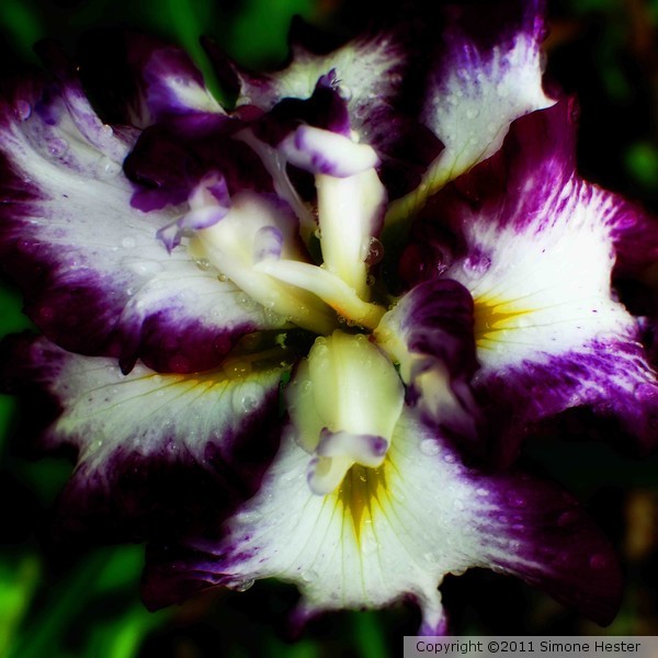 Japanese Iris 