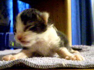 New Born Kitten
