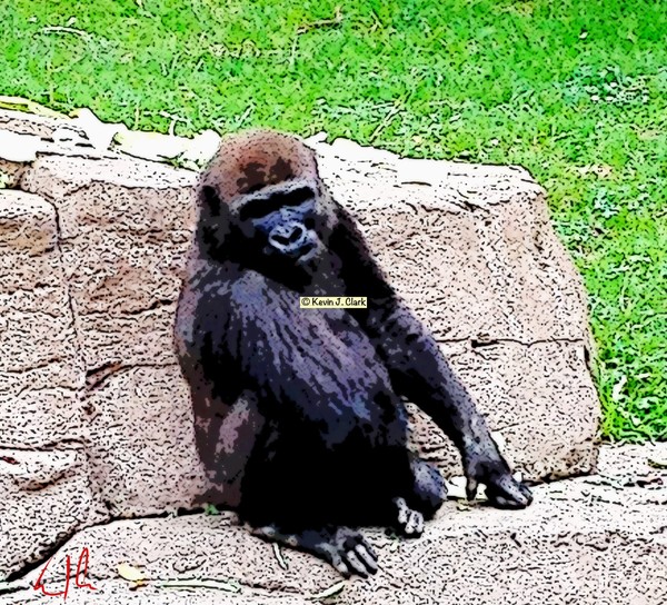 Little Kong, E-Copy of Photo / Digital Painting