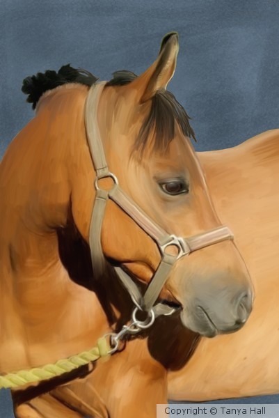 Oil Painted Arabian Horse Portrait