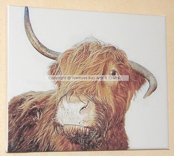 Morag - The Highland Cow