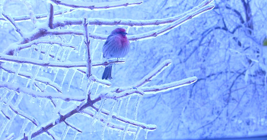 cold bird