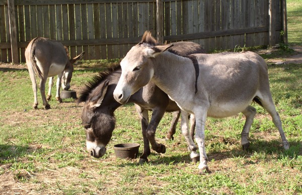 Miniture Donkeys