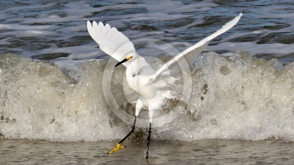 An Egret Dance